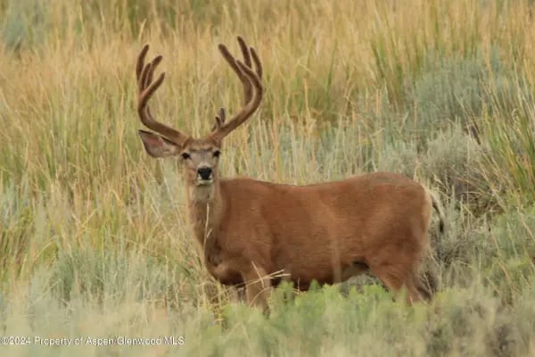 Large-antlered buck standing in tall grass