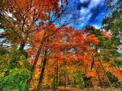 Autumn woodland with vivid orange and red trees beneath a blue sky.