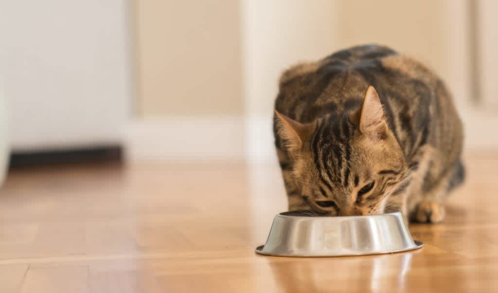 Buying and Selling with Pets