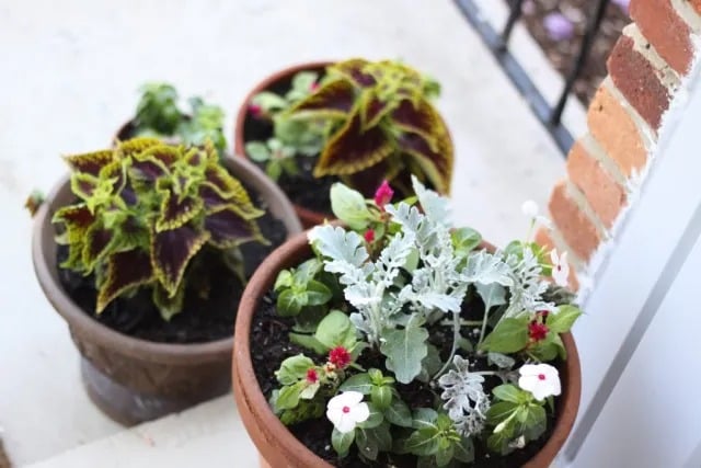 Spring Flowers