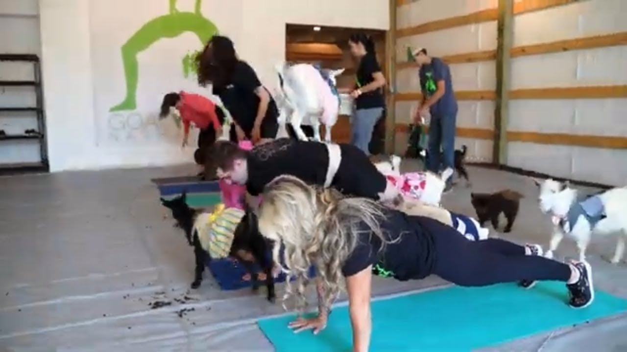 ADTV Selling Nashville: Goat Yoga Nashville