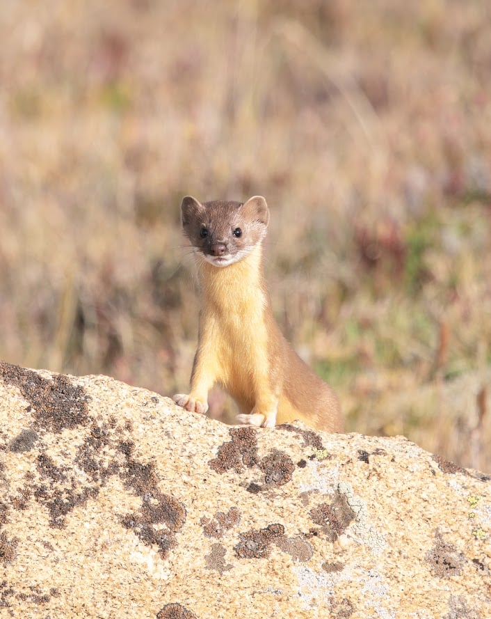 Where the Road Meets the Sky: Driving Trail Ridge Road