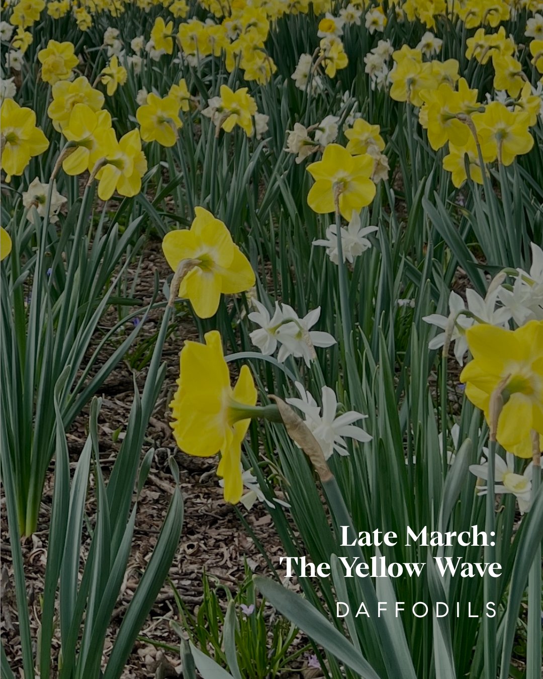 Spring Bloom Guide - Westchester County, NY + Fairfield County, CT