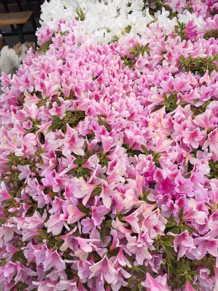 Pink and white azalea blossoms clustered together with green leaves.