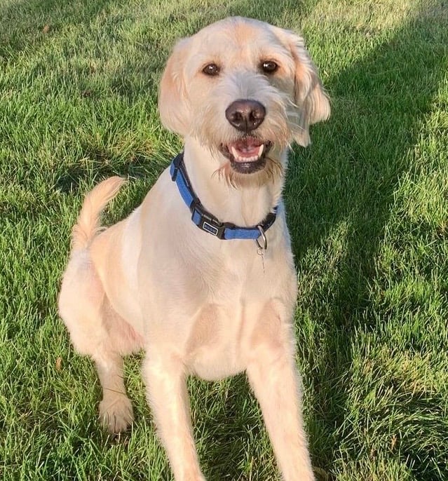 Hobbes The Dog photo