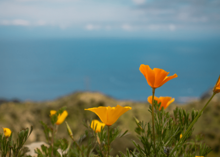 Choosing the Perfect Plants for Your San Diego Garden