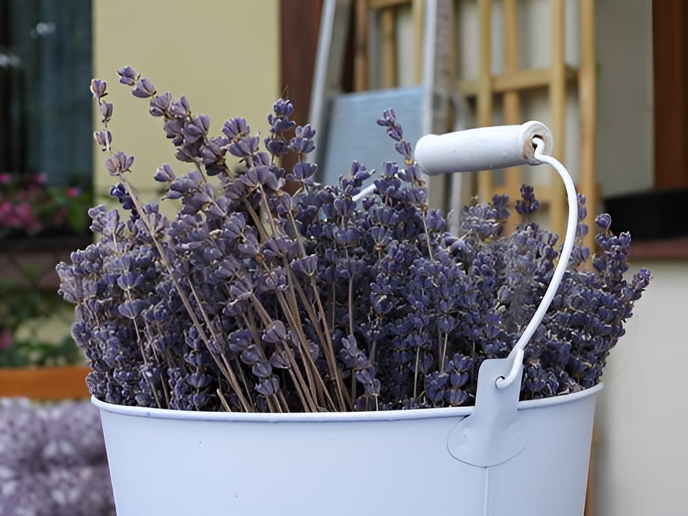 Your Guide to Building Your Own Garden Trellis