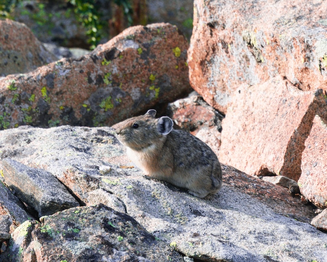 Where the Road Meets the Sky: Driving Trail Ridge Road