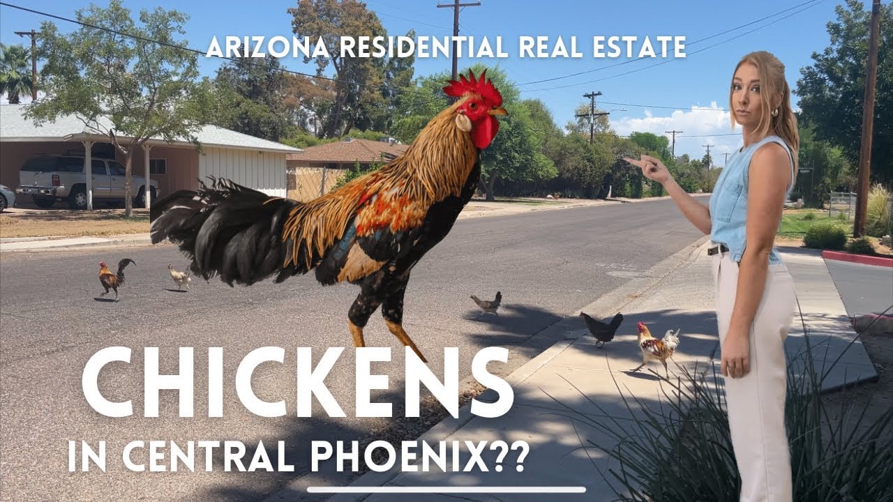 Central Phoenix Chicken Neighborhood?