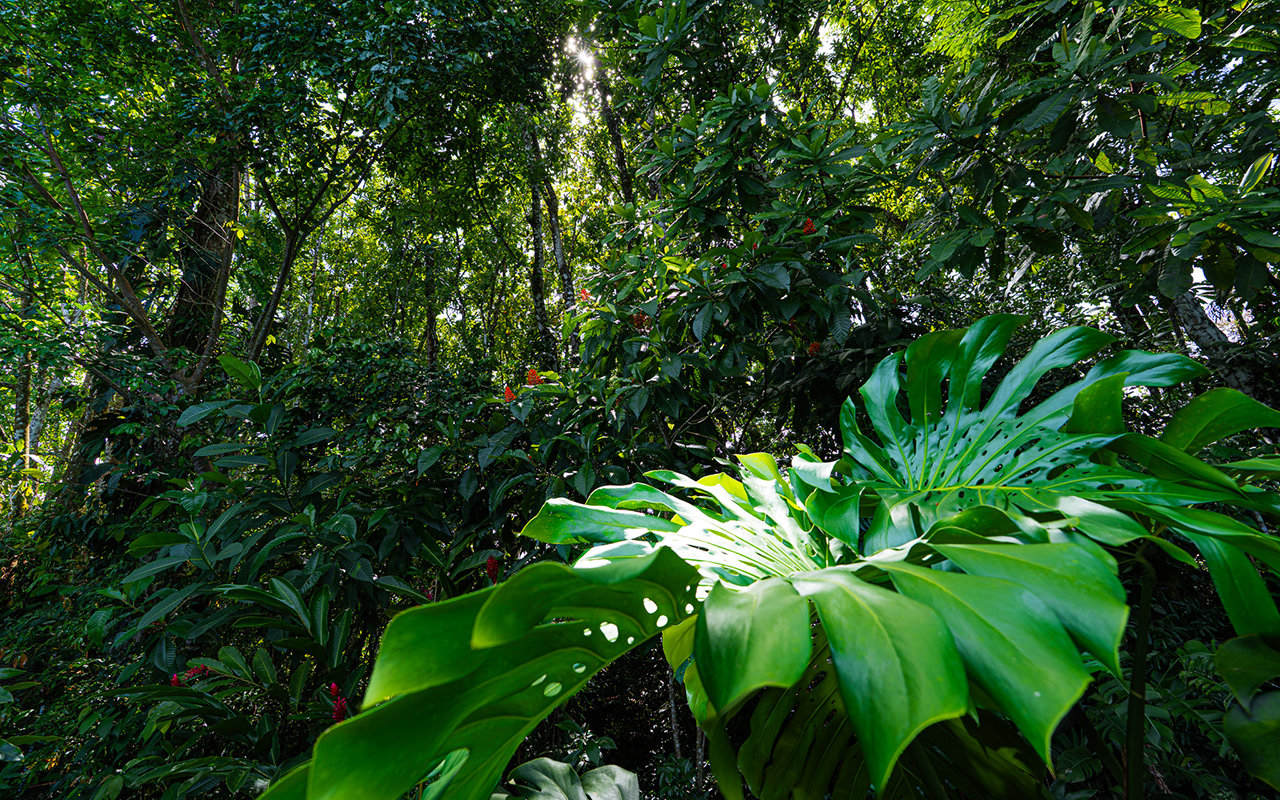Home Near Downtown Uvita with Private Forest and Creek