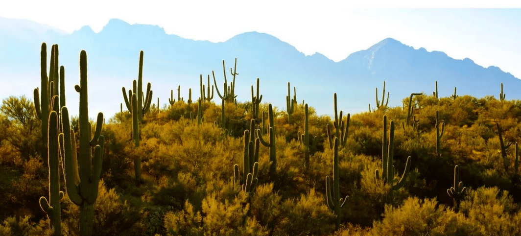 A Tucson Local’s Guide to Arizona’s Hippest City