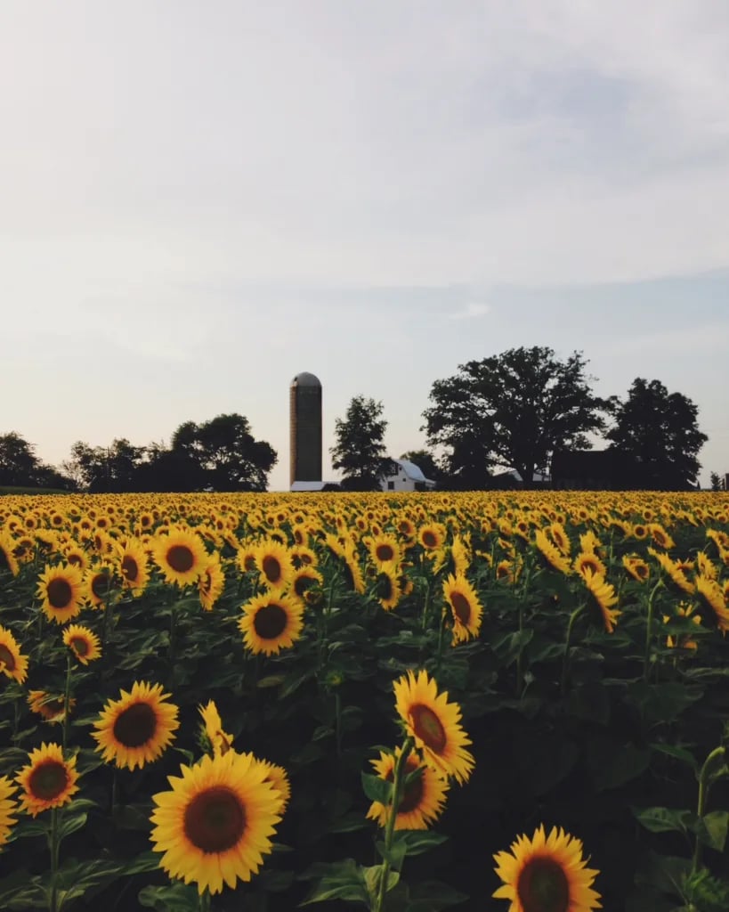 Scenic spots to see sunflowers within driving distance of St. Louis