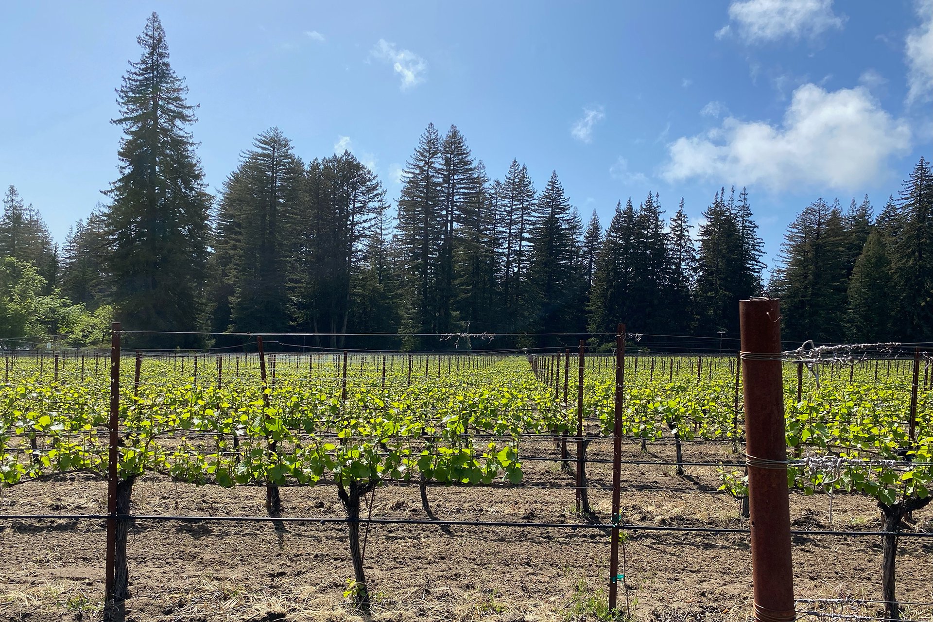 Santa Cruz Vineyard & Horse Property