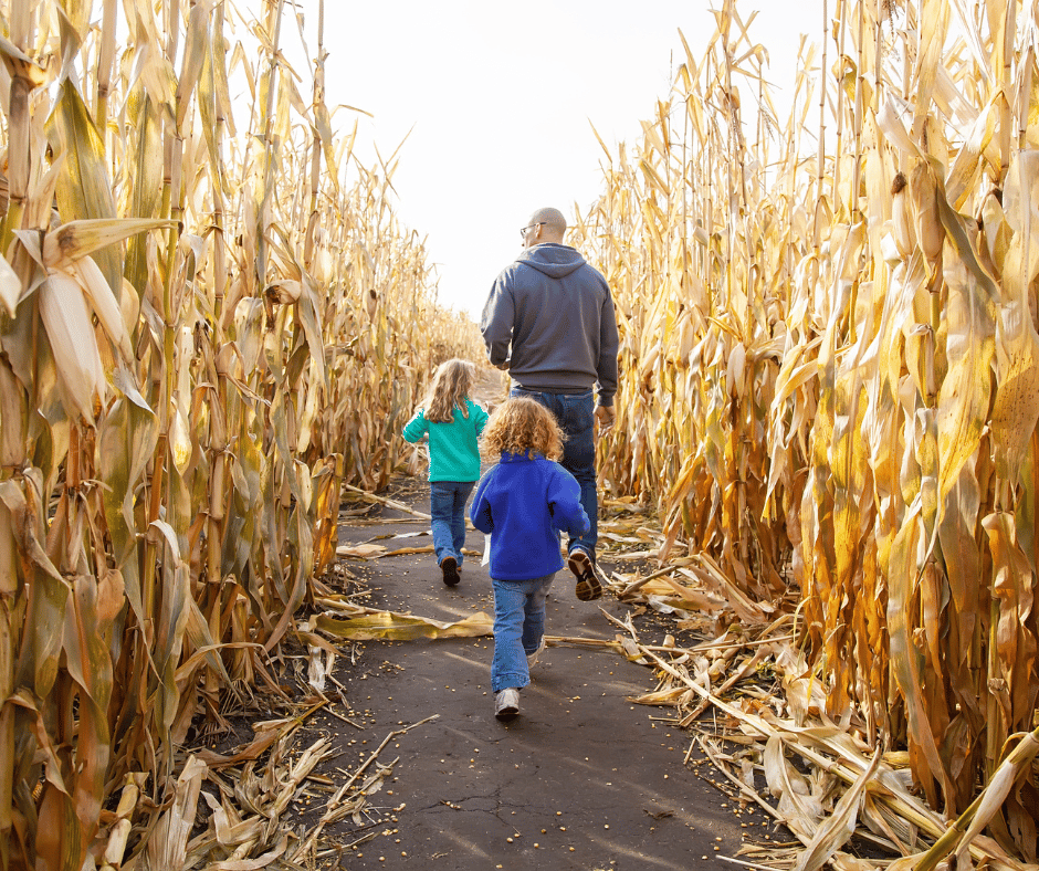 5 Corn Mazes to Visit in the DMV Area