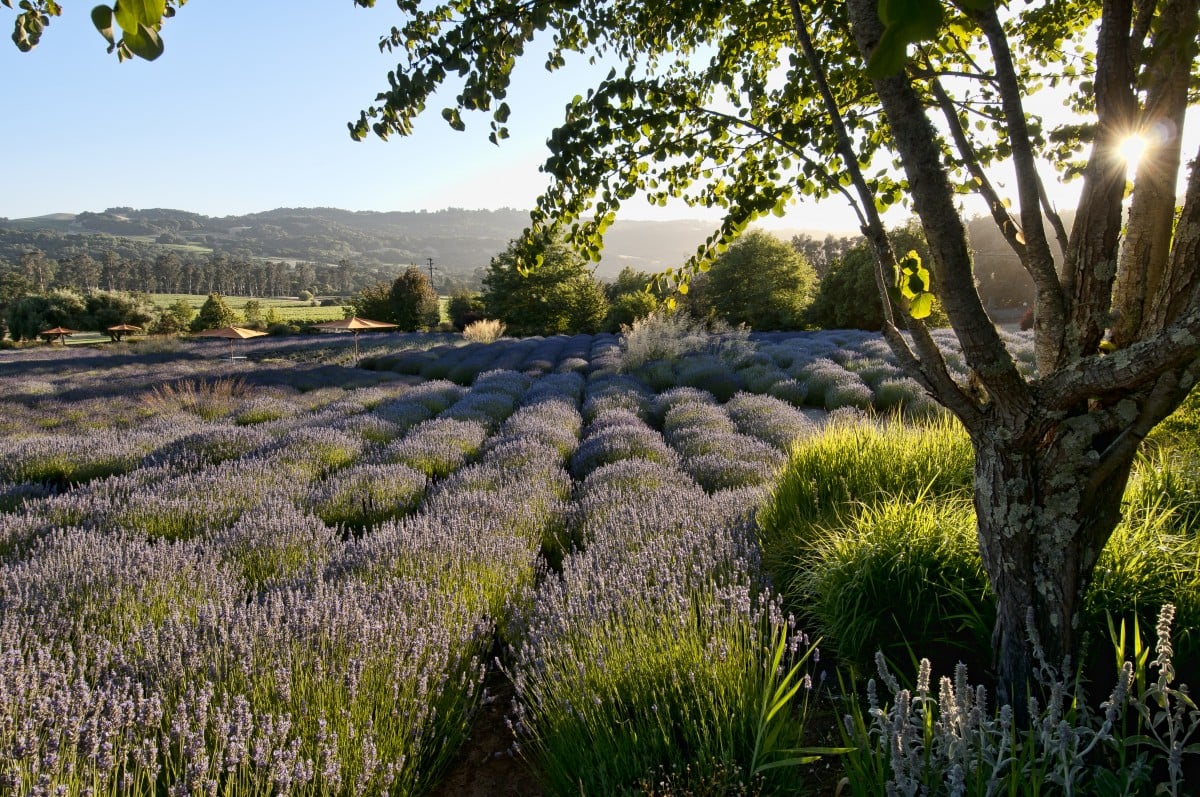 12 Unique Winery Experiences in Sonoma and Napa Wine Country