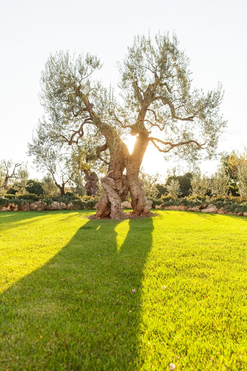 Intimate Villa Surrounded by Olive Trees Near the Town of Fasano