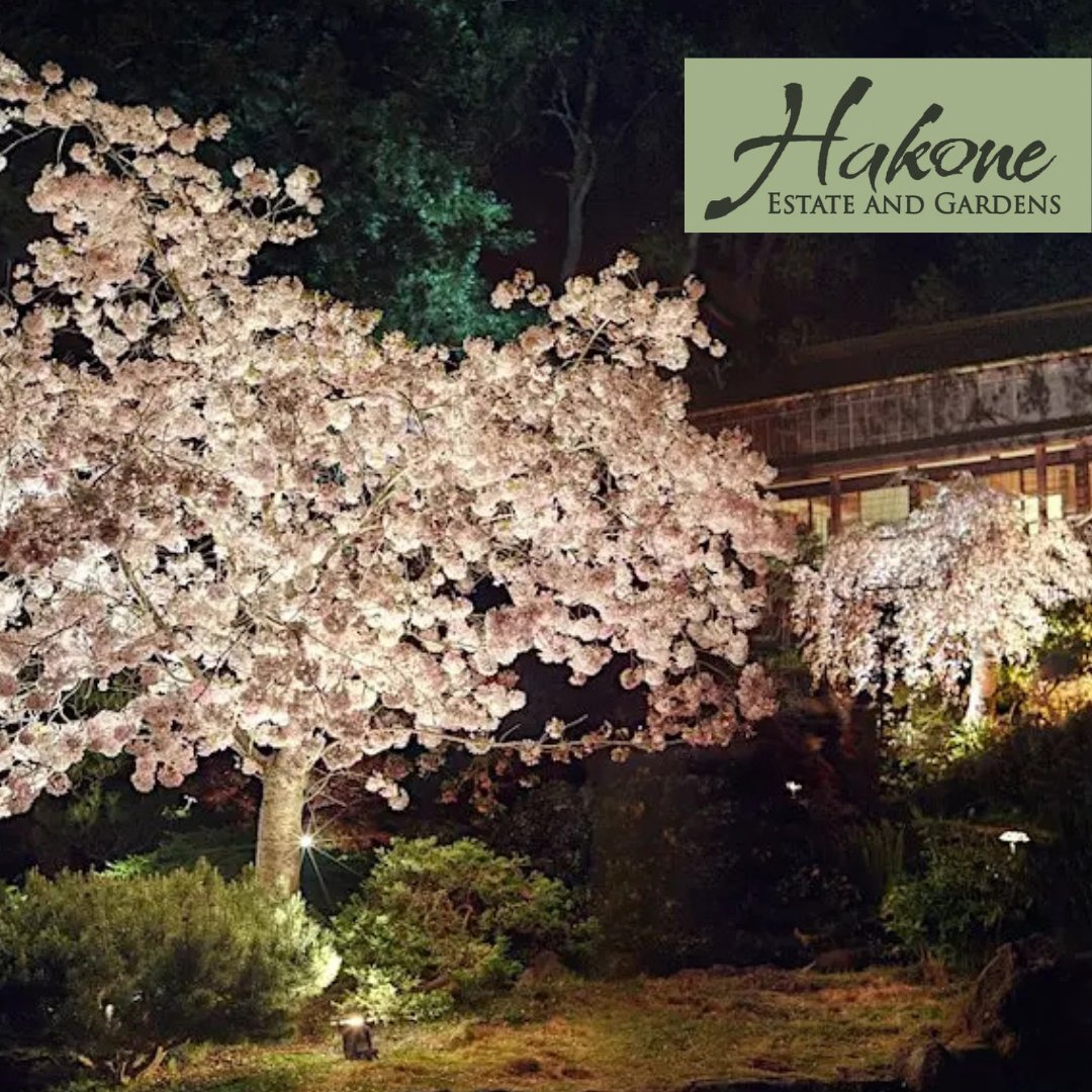 Hanami Night Viewing at Hakone Estate and Gardens