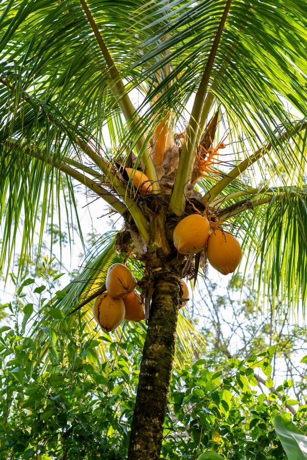  3 Bedroom Stunning Luxury Home Featuring Sweeping Valley & Ocean Views, 5.67 ACRES 