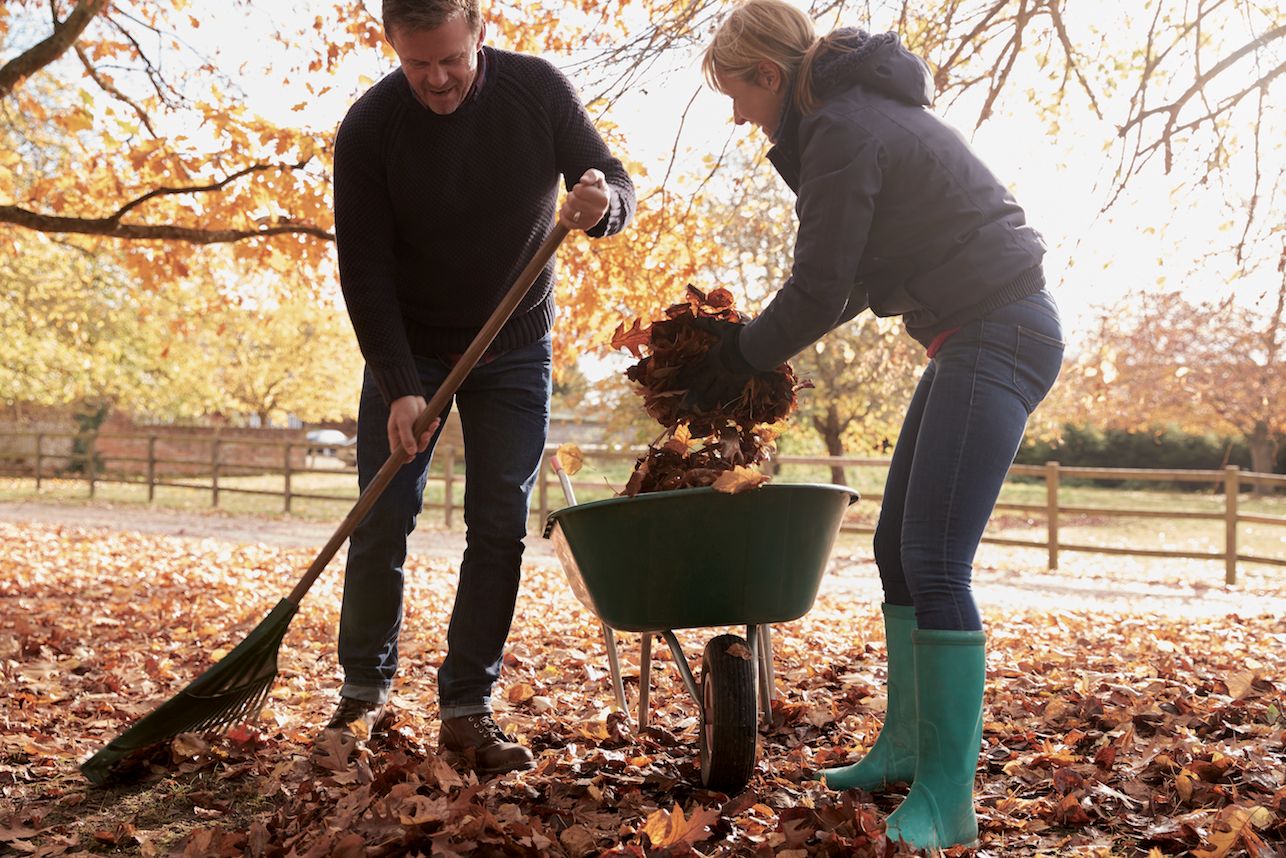 Two adults gather fallen leaves with a rake and wheelbarrow in a tree-lined yard.
