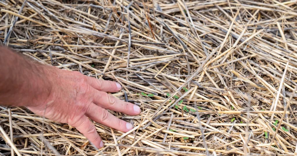 Crops grown for biofuels stand to boost farmers’ revenue amid ever-rising input costs