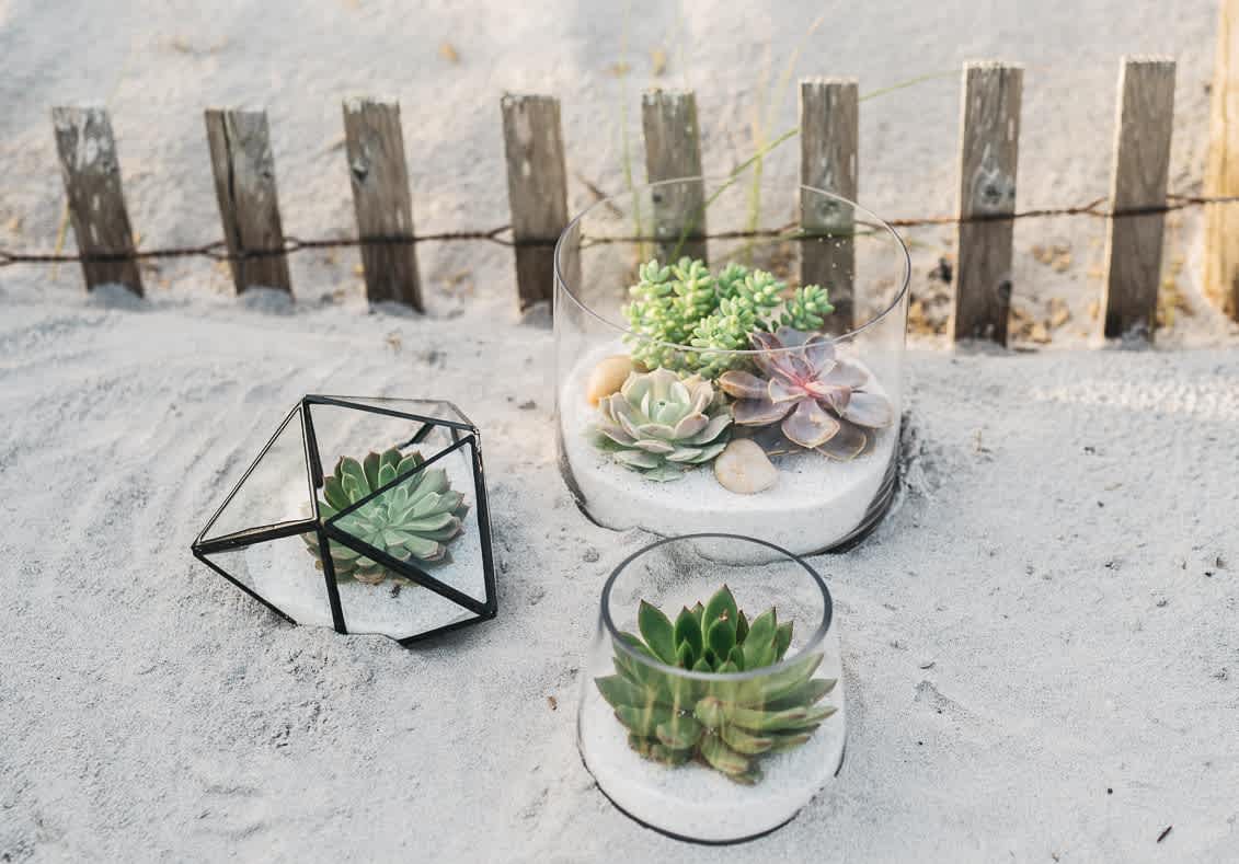 Succulent - Nest Realty