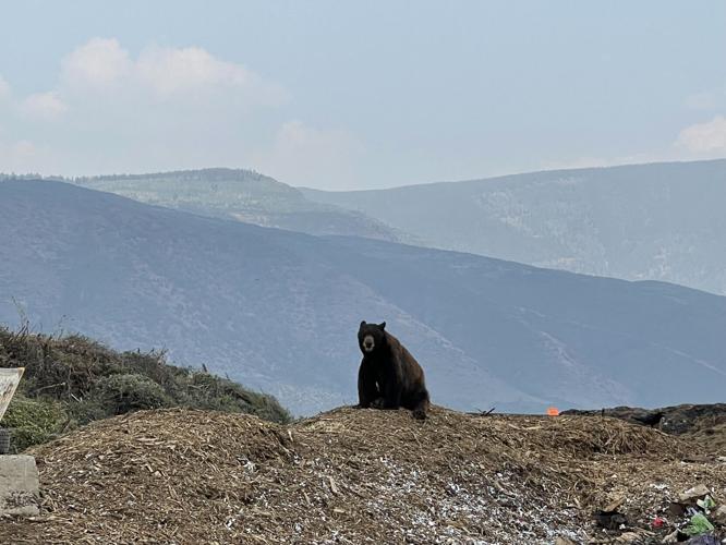 More Bears are Dining at the County Dump