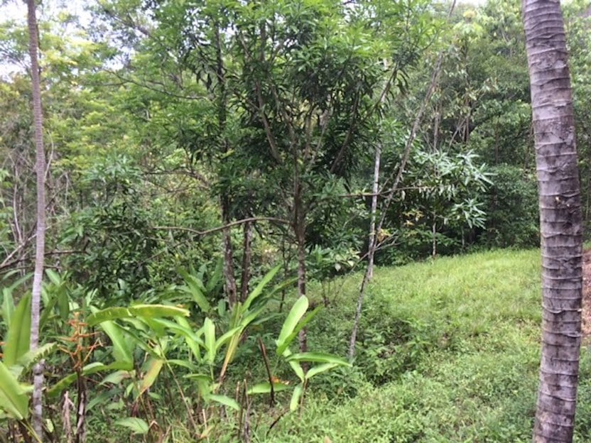 Prime Scenic Development Land, Manuel Antonio, Puntarenas