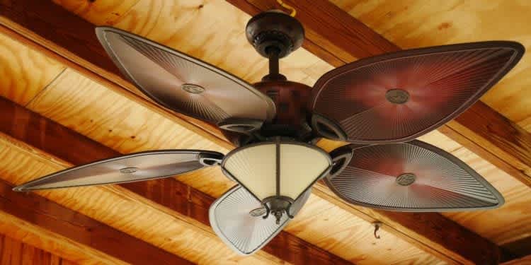 Dog Days Aren’t Over: Tips to Beat the Heat