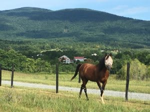 Farm and Estate Market