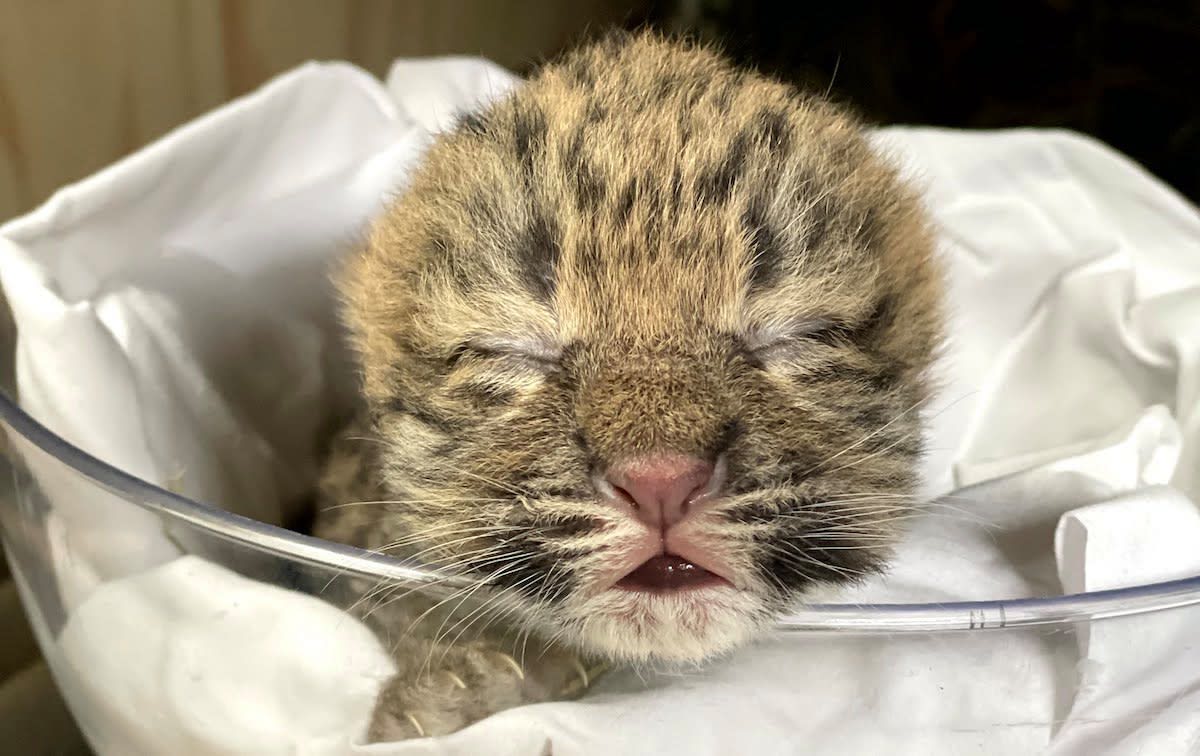 Rare Amur Leopard Cub Born at Santa Barbara Zoo