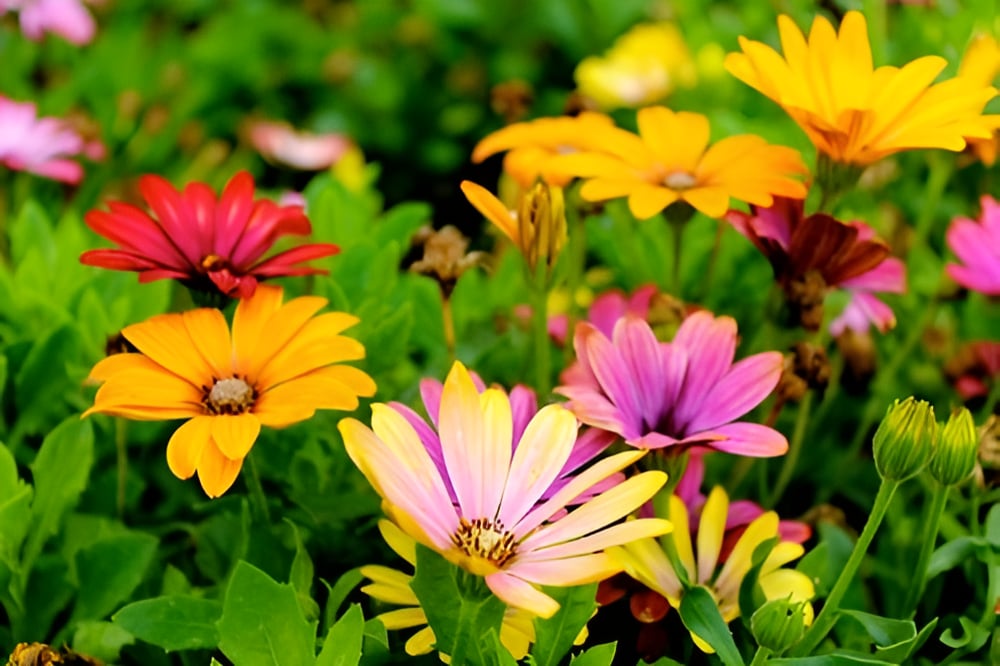 How to Preserve Flowers For Art