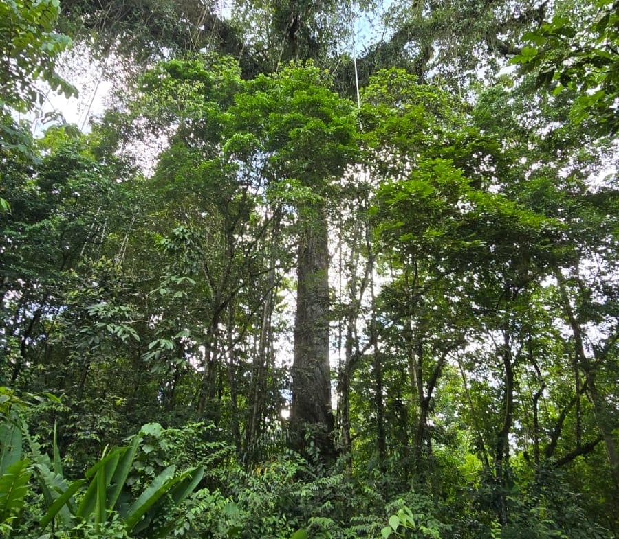 264-Hectare Mountain Property Near Arenal Volcano – Prime Eco-Development & Conservation Opportunity