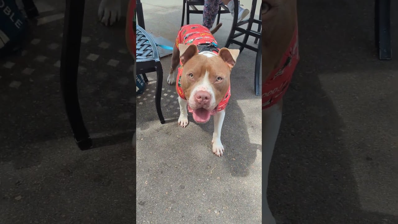 Camry's Guide to the Good Life (in Williamsburg) part 4