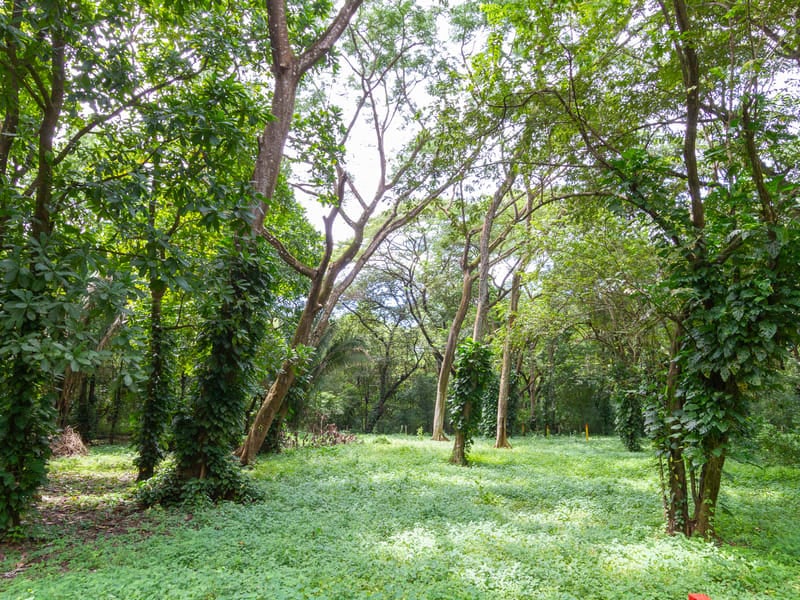 1 Acre Jungle Property