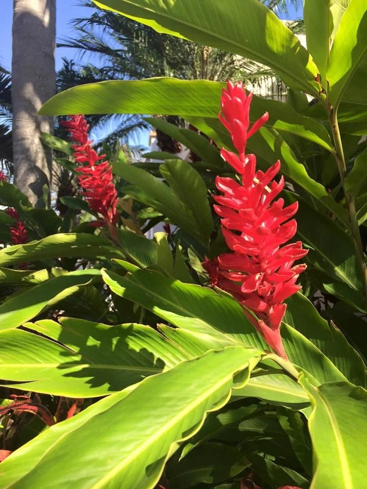 Red tropical flowers among broad green leaves in bright sunlight.