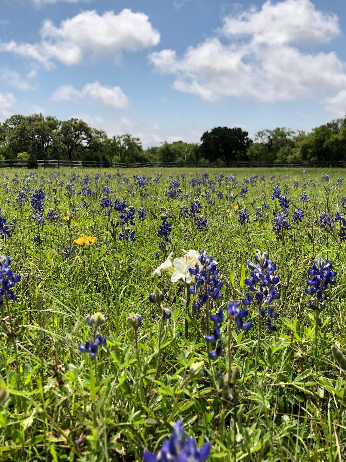 100 Dario Dr. Dripping Springs  Tx 78620