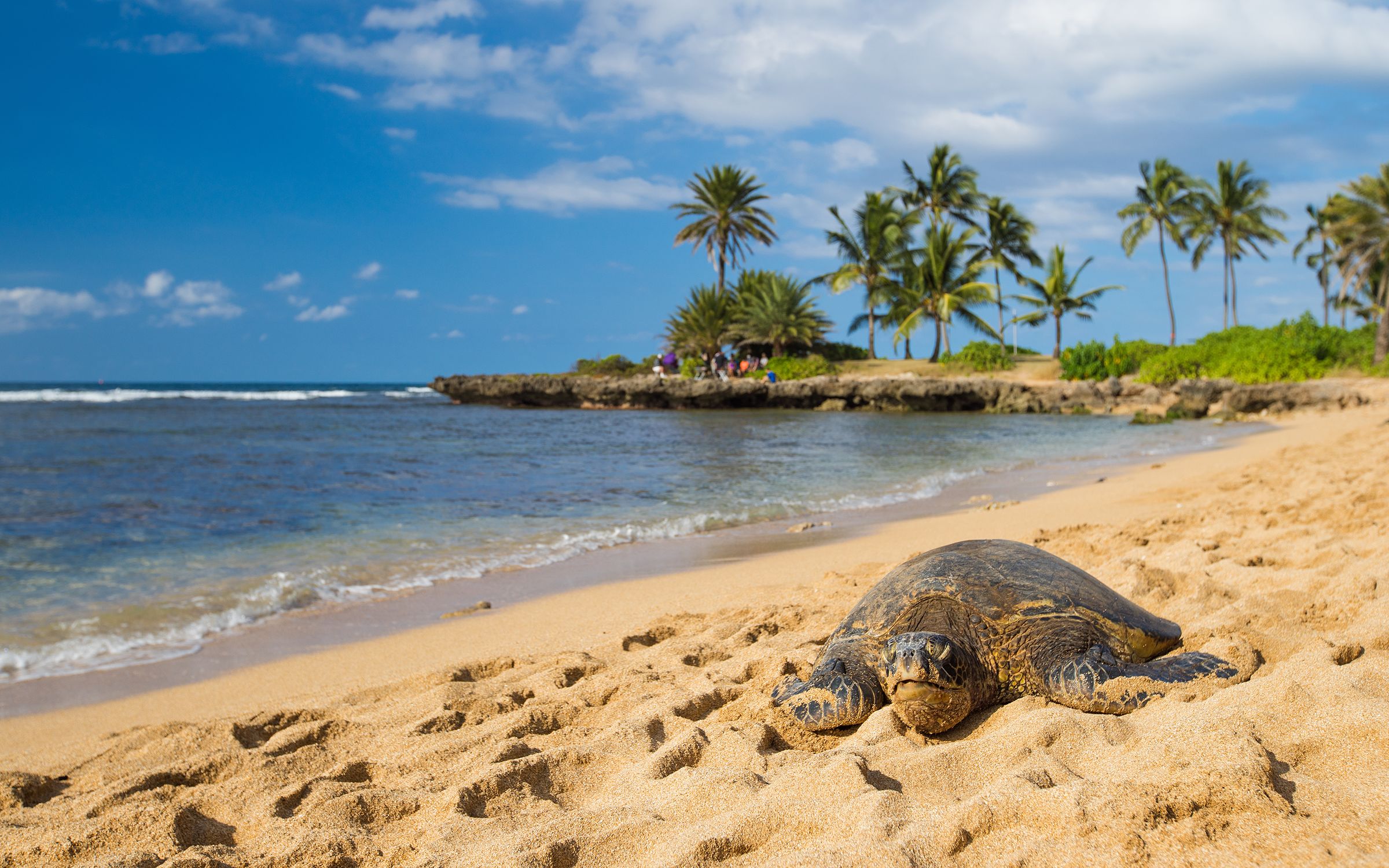 Lex Ferguson Real Estate Agent Honolulu HI | Best Realtor