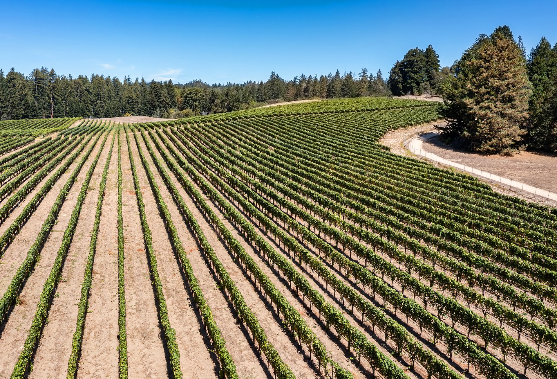 Santa Cruz Vineyard & Horse Property