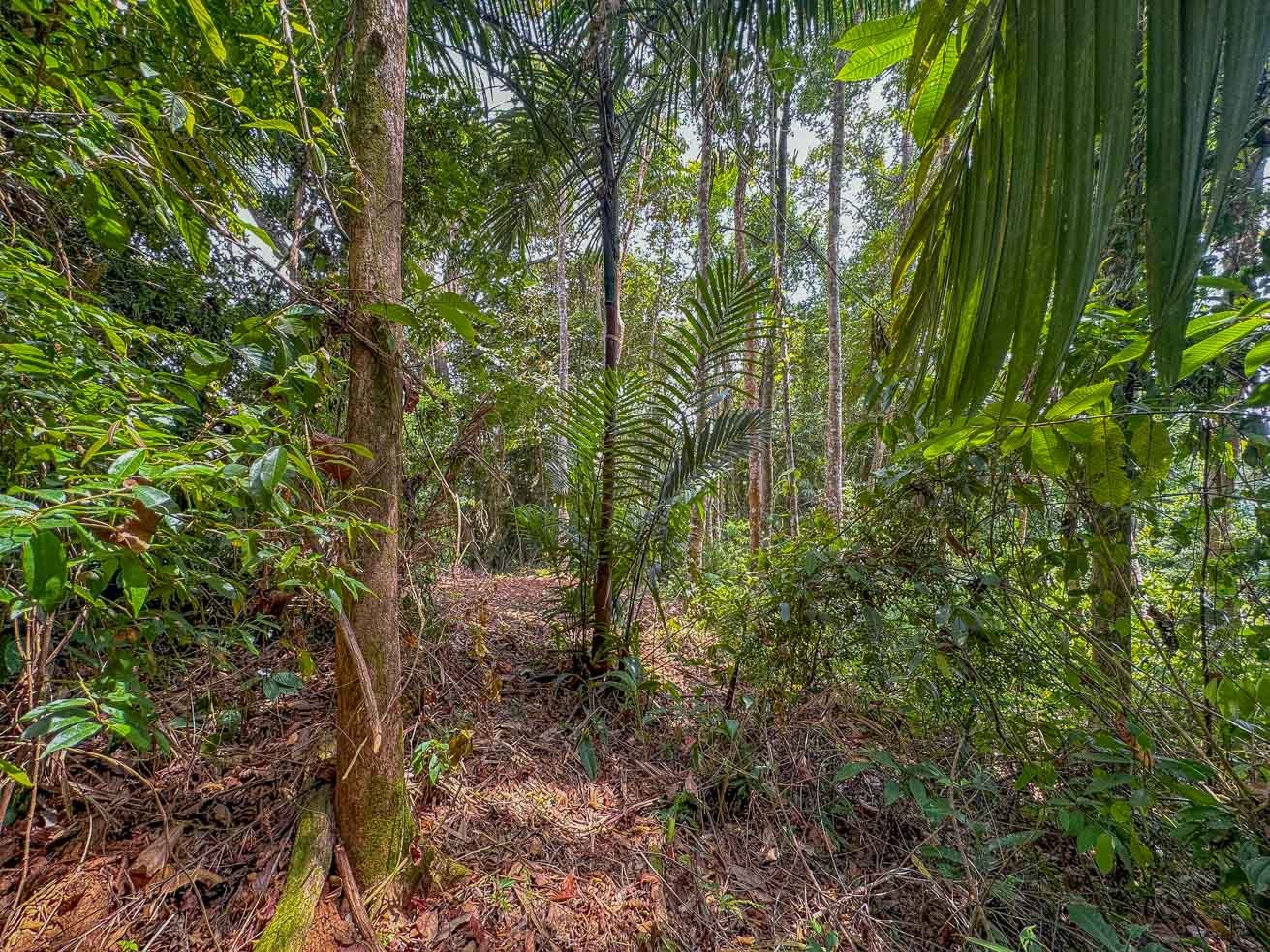 23-Acre Prime Highway Frontage Lot Near Ojochal & Ocean