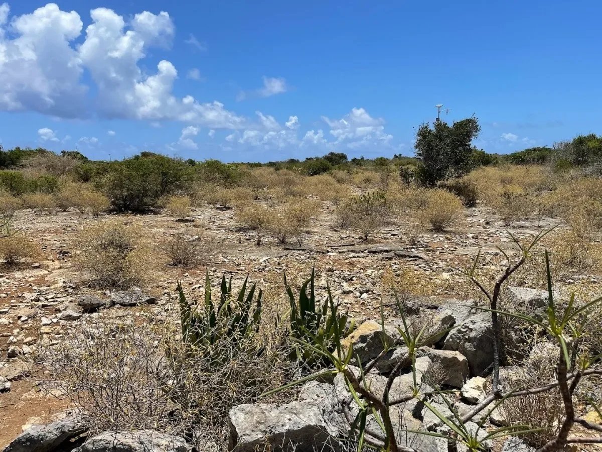 Anegada Land 