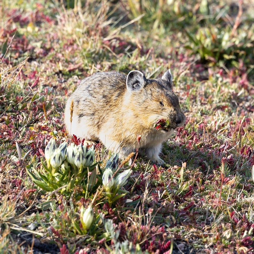 Where the Road Meets the Sky: Driving Trail Ridge Road