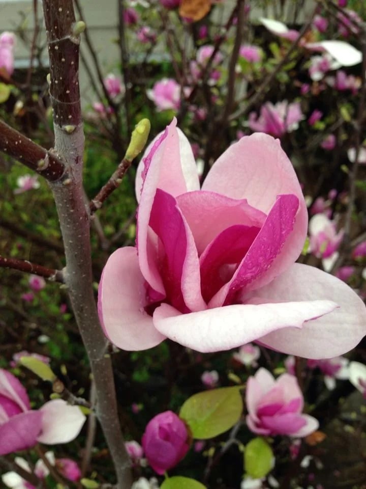 Pink magnolia blossom with deep magenta inner petals among buds and smaller flowers.