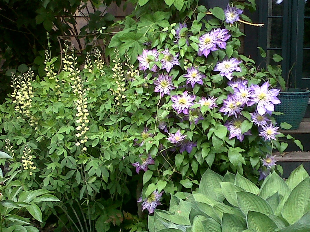 Garden Gaps? - Let's Fill Them!