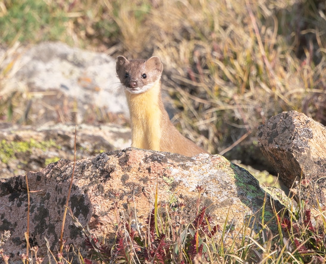 Where the Road Meets the Sky: Driving Trail Ridge Road