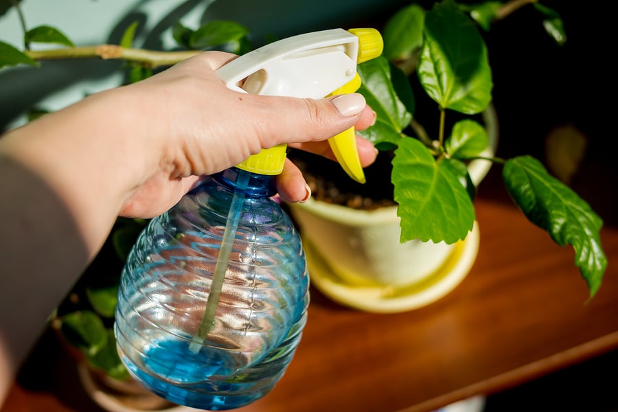 Five Tips for Maintaining Houseplants