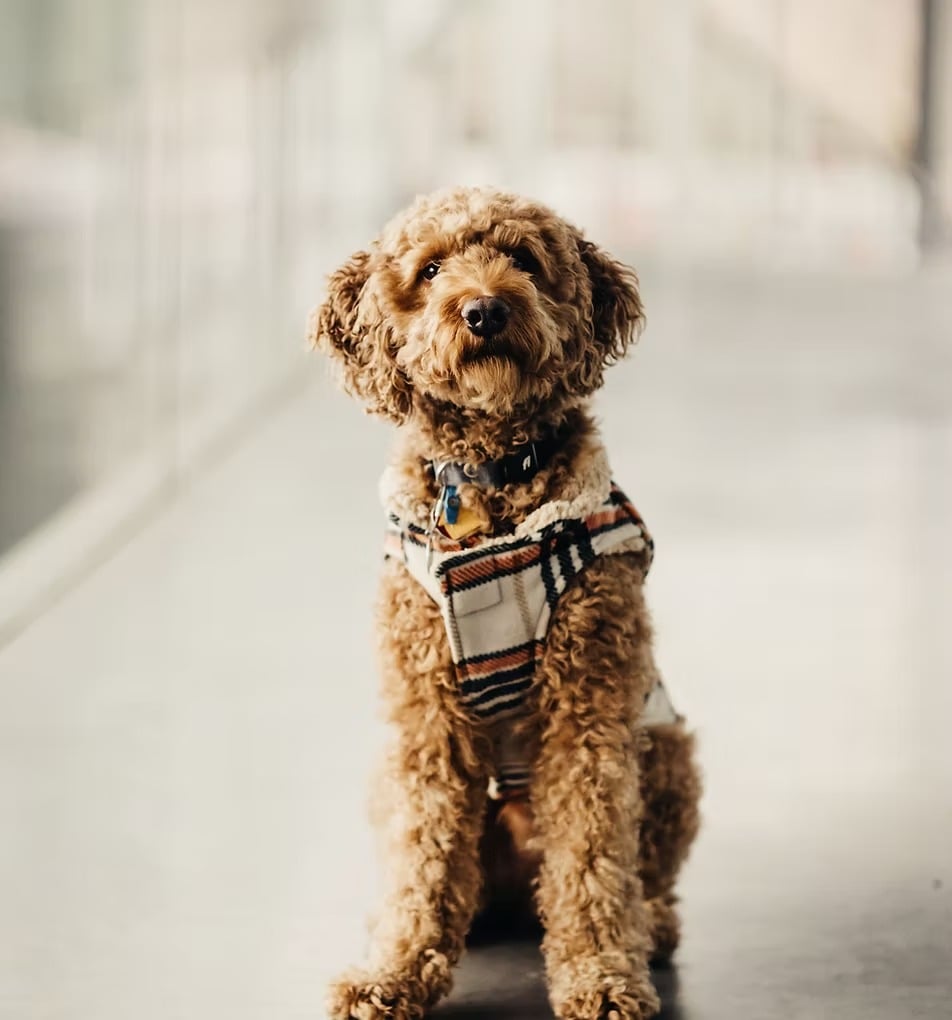 Henry Rizza Seattle, WA Real Estate Agent Headshot
