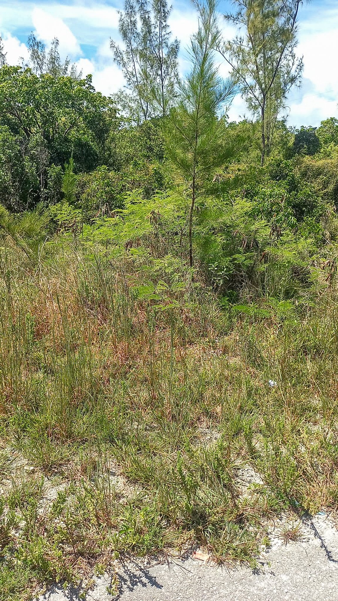 Lot #23 South Andros