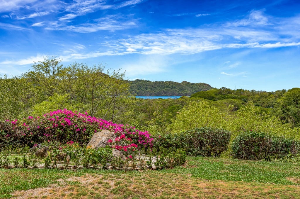 Bougainvillea 4105