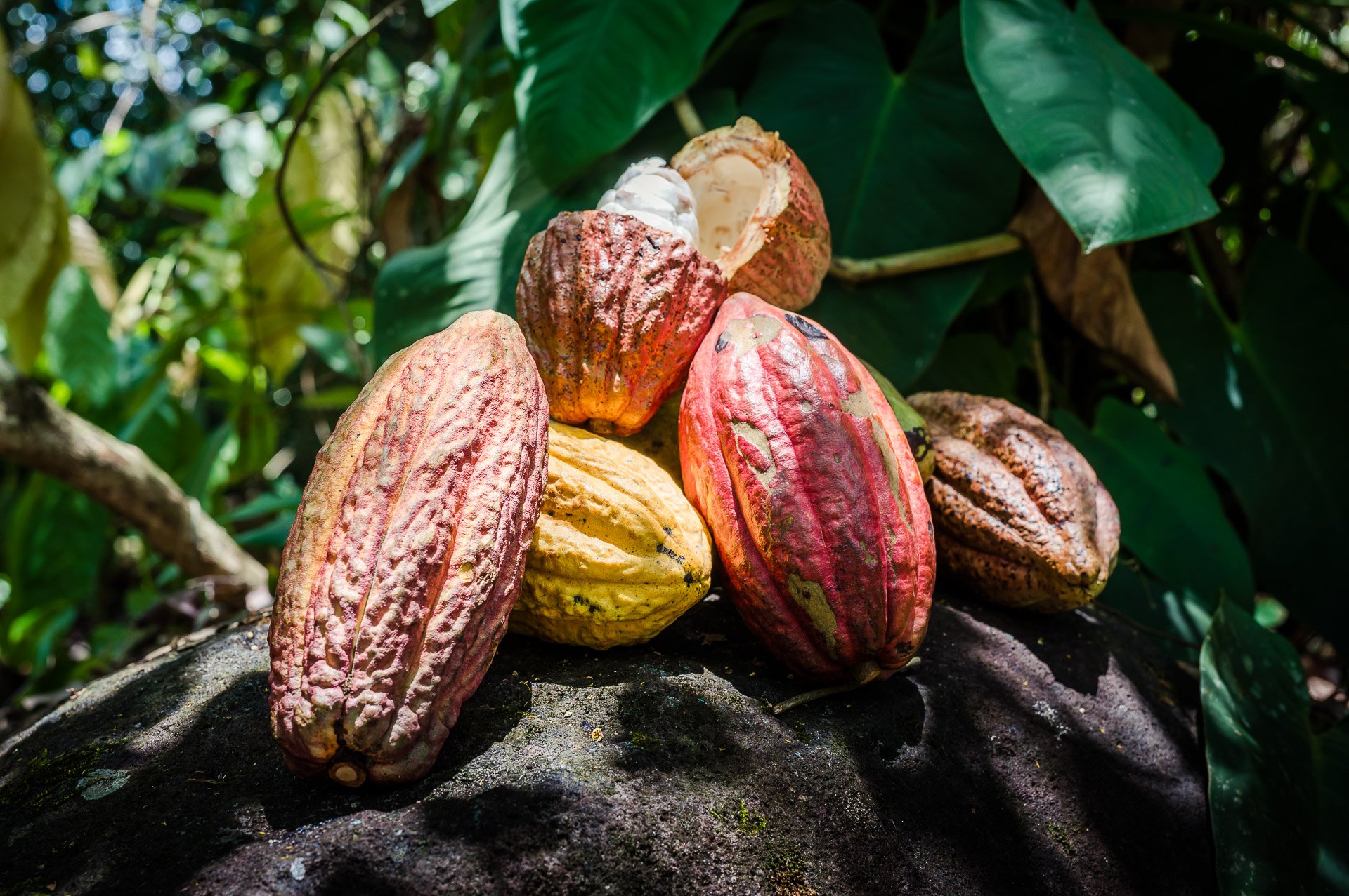 Blue Valley Cacao Farm | High-end gourmet chocolate production.