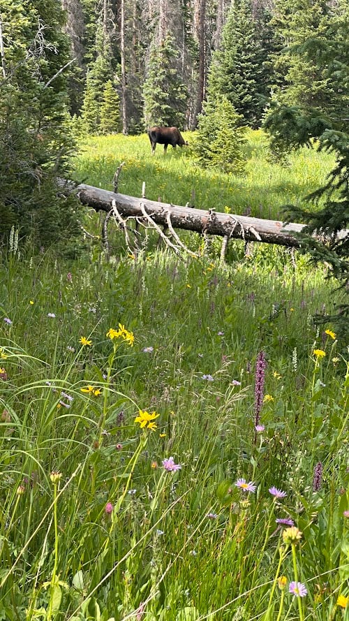 Where the Road Meets the Sky: Driving Trail Ridge Road